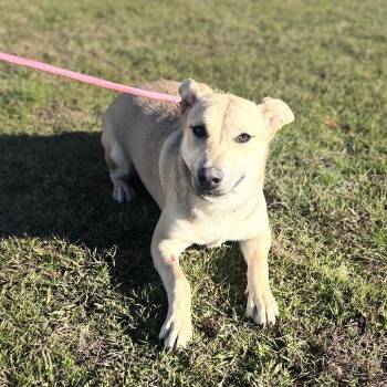 Mixed Breed and Shepherd Dogs Available for Adoption in Corinth, Mississippi - Mollie | PetCurious