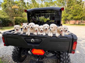 Navy -  Goldendoodle Dog for Sale in Freeport, Florida - Navy | PetCurious