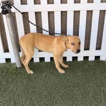 A612646 -  German Shepherd Dog and Mixed Breed Dog for Adoption in Modesto, California - A612646 | PetCurious