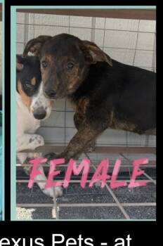 Fergie -  Shepherd Dog for Adoption in Lafayette, Colorado - Fergie | PetCurious