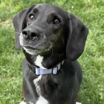 Labrador Retriever Dogs Available for Adoption in Pekin, Illinois - Colt | PetCurious