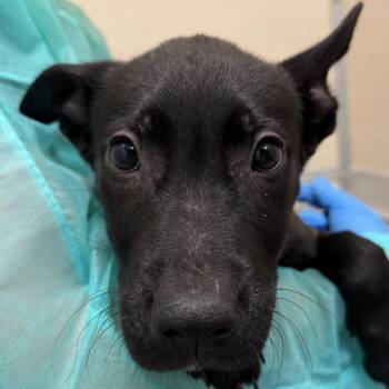Kamada -  Shepherd and Mixed Breed Dog for Adoption in Los Angeles, California - Kamada | PetCurious