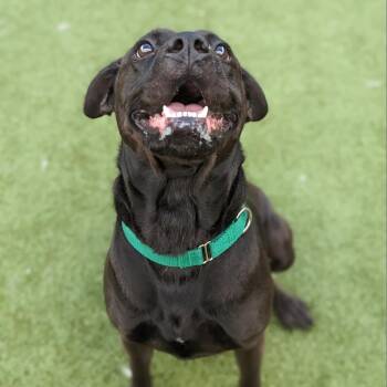 Cane Corso Dogs Available for Adoption - Flinn | PetCurious