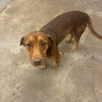 Scooby -  Mixed Breed Dog for Adoption in Corbin, Kentucky - Scooby | PetCurious