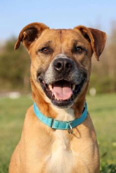Mixed Breed Dogs Available for Adoption in Columbia, Tennessee - Buck | PetCurious