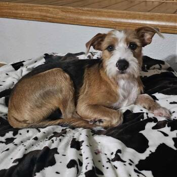 Rescue Border Terrier and Jack Russell Terrier Dogs for Adoption in Brainerd, Minnesota - Kramer | PetCurious