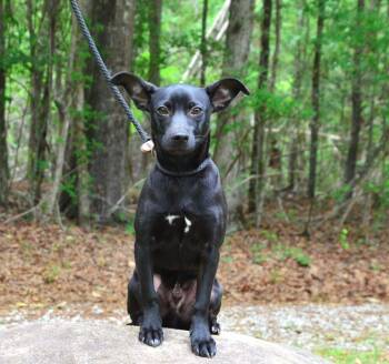 Chihuahua and Terrier Dogs Available for Adoption in Willingboro, New Jersey - Tucker | PetCurious