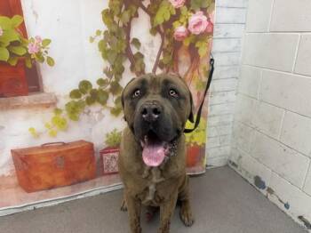 THATCHER -  Mastiff Dog Available for Adoption in San Bernardino, California - THATCHER | PetCurious
