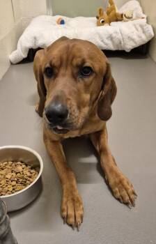 Hound Dogs Available for Adoption in Hagerstown, Maryland - CHRIS P BACON | PetCurious