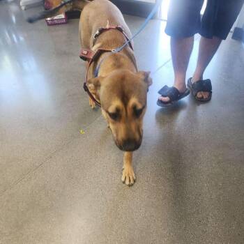 Shepherd Dogs Available for Adoption - Junior | PetCurious