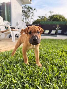 Shar Pei and Mixed Breed Dogs Available for Adoption in Sunrise, Florida - Sabine | PetCurious