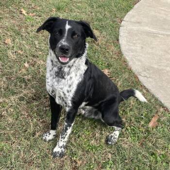 Border Collie Dogs Available for Adoption - Eller | PetCurious
