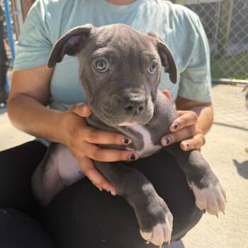 Mixed Breed Dogs Available for Adoption - Jade | PetCurious