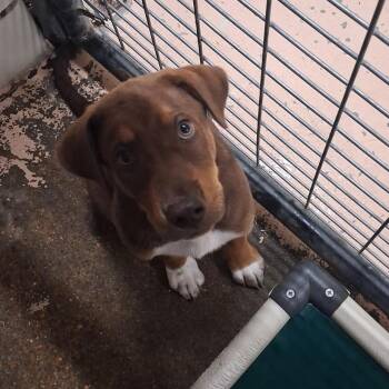 Curry -  Hound and Mixed Breed Dog for Adoption in Starkville, Mississippi - Curry | PetCurious