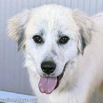 Rocky in OH - Gentle & Affectionate -  Great Pyrenees Dog for Adoption in Beacon, New York - Rocky In OH - Gentle & Affectionate | PetCurious