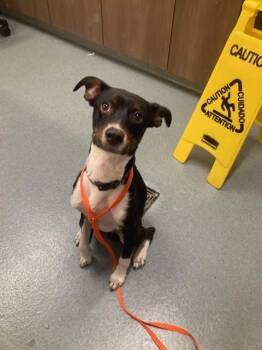 SAMMY -  Labrador Retriever and Mixed Breed Dog for Adoption in Baytown, Texas - SAMMY | PetCurious