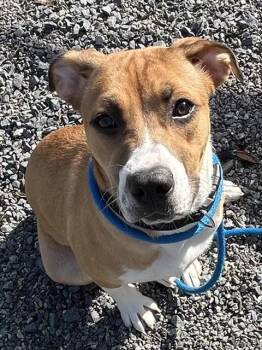 Hound and Mixed Breed Dogs Available for Adoption - LOVE BUG | PetCurious