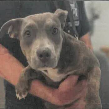 Emerald A2289032 -  Pit Bull Terrier Dog for Adoption in Los Angeles, California - Emerald A2289032 | PetCurious