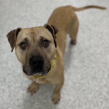 Rescue Mixed Breed Dogs for Adoption in Youngstown, Ohio - Echo | PetCurious