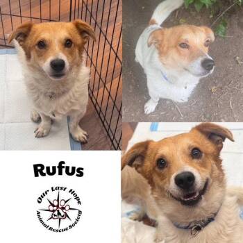 Rufus -  Corgi Dog for Adoption in Princeton, British Columbia - Rufus | PetCurious