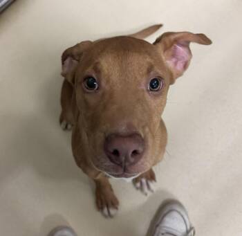 Pit Bull Terrier Dogs Available for Adoption - Swiss Miss | PetCurious