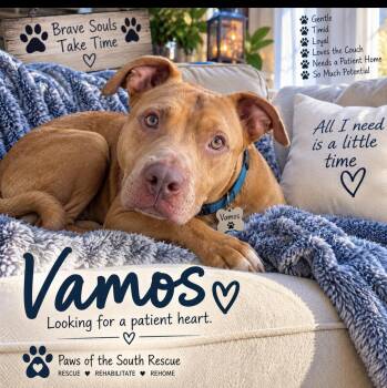Vamos -  Pit Bull Terrier Dog for Adoption in Cumming, Georgia - Vamos | PetCurious
