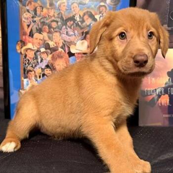 Carrie -  Labrador Retriever and Mixed Breed Dog for Adoption in Normal, Illinois - Carrie | PetCurious
