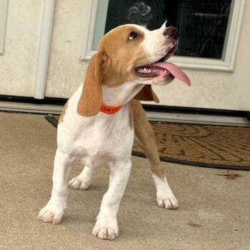 Merlin - Missouri (S26-134) -  Beagle Dog for Adoption in Peyton, Colorado - Merlin - Missouri (S26-134) | PetCurious