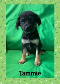 German Shepherd Dog and Labrador Retriever Dogs Available for Adoption in Watertown, Connecticut - Tammie | PetCurious