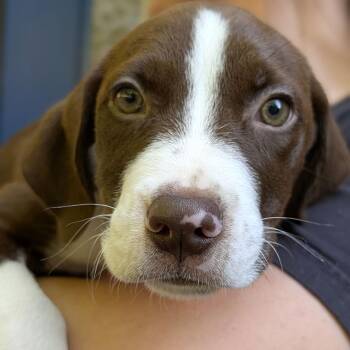 Ranger -  Hound Dog for Adoption - Ranger | PetCurious
