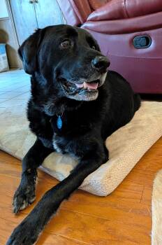 Rooster 3 -  Black Labrador Retriever Dog for Adoption in Killingworth, Connecticut - Rooster 3 | PetCurious