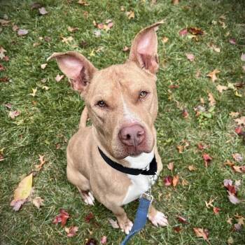 Rescue Pit Bull Terrier Dogs for Adoption in Grafton, Ohio - Ozzy | PetCurious