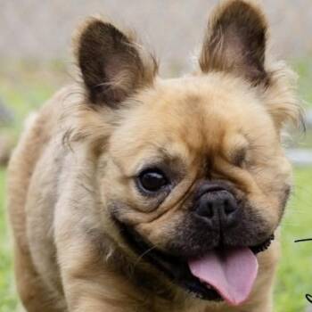 Evee -  French Bulldog and Shih Tzu Dog for Adoption in Humacao, Humacao - Evee | PetCurious