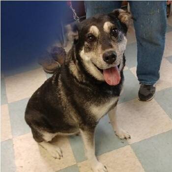 Alaskan Malamute and Labrador Retriever Dogs Available for Adoption - Samson | PetCurious