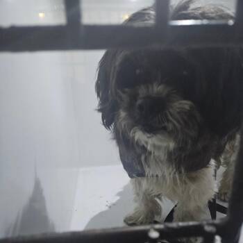 Pabu -  Mixed Breed Dog for Adoption in Philadelphia, Pennsylvania - Pabu | PetCurious