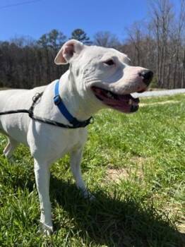 KALI -  Pit Bull Terrier and Mixed Breed Dog for Adoption in Atlanta, Georgia - KALI | PetCurious