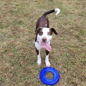 Australian Shepherd and Australian Cattle Dog Blue Heeler Dogs Available for Adoption in Liverpool, Texas - Kahlula Aka Lula | PetCurious