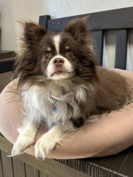 Chihuahua Dogs Available for Adoption in Maryville, Missouri - Gremlin | PetCurious