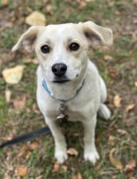 Sorbet -  Labrador Retriever and Great Pyrenees Dog for Adoption in Vancouver, Washington - Sorbet | PetCurious