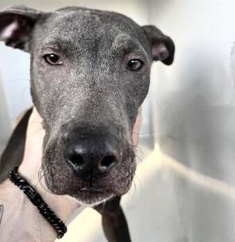 Pit Bull Terrier Dogs Available for Adoption in Houston, Texas - STORMY | PetCurious