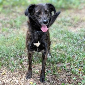 Caylin -  German Shepherd Dog and Mixed Breed Dog for Adoption in Charlottesville, Virginia - Caylin | PetCurious
