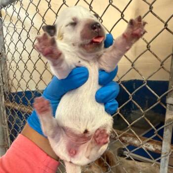Baby Caterpillar -  Cattle Dog Dog for Adoption in Edinburg, Texas - Baby Caterpillar | PetCurious