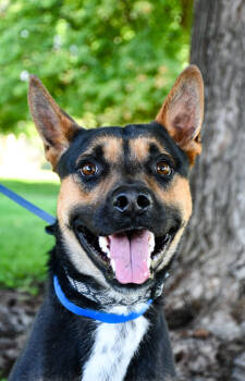 Rescue German Shepherd Dog and Cattle Dog Dogs for Adoption in Yakima, Washington - Gilligan | PetCurious