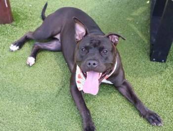 Rilla (Izzy) -  Mixed Breed Dog for Adoption in Athens, Georgia - Rilla (Izzy) | PetCurious