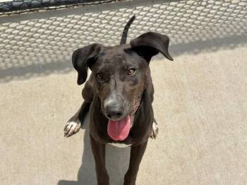 AURORA -  Pit Bull Terrier and Mixed Breed Dog for Adoption in Tulsa, Oklahoma - AURORA | PetCurious