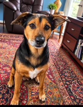 Pompeii (Im a senior) -  Hound Dog for Adoption in Columbia, Maryland - Pompeii (Im A Senior) | PetCurious