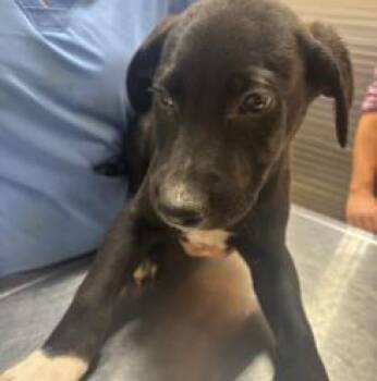 Calvin -  Mixed Breed Dog for Adoption in West Chester, Pennsylvania - Calvin | PetCurious