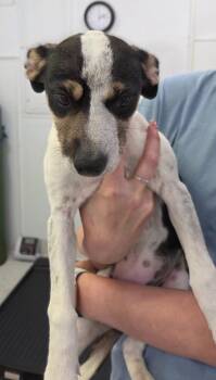 Shayla -  Cattle Dog Dog Available for Adoption in Brookings, Oregon - Shayla | PetCurious