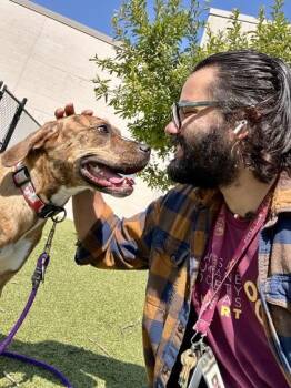 Delilah -  Mixed Breed Dog for Adoption in Wichita, Kansas - Delilah | PetCurious