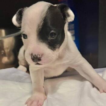 Terrier and Dachshund Dogs Available for Adoption in Grand Bay, Alabama - Tia | PetCurious